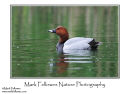 Pochard Aythya ferina