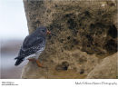 Purple sandpiper Calidris maritima
