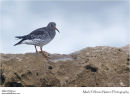 Purple sandpiper Calidris maritima