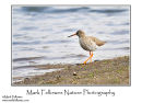 Redshank Tringa totanus