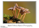 Unidentified mushrooms