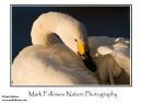 Bewick`s swan Cygnus columbianus