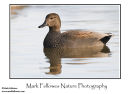 Gadwall Anas strepera drake
