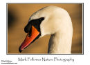 Mute swan Cygnus olor