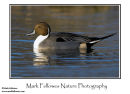Pintail Anas acuta drake