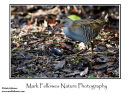 Water rail Rallus aquaticus