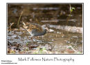 Water rail Rallus aquaticus