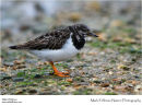 Turnstone Arenaria interpres