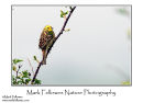 Yellowhammer Emberiza citrinella male
