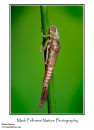 Damselfly exuvium; stacked from 15 images