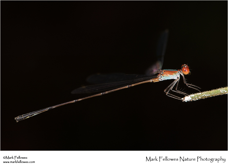 Damselfly take-off