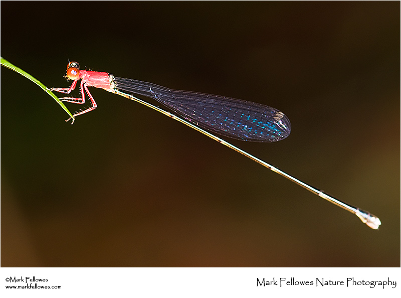 Damselfly