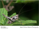 Dark bush cricket Pholidoptera griseoaptera