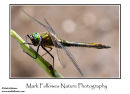 Downy emerald dragonfly Cordulia aenea 