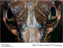 False gharial Tomistoma schlegelii