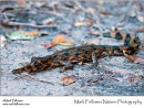 False gharial Tomistoma schlegelii