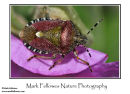 Sloe (hairy) bug Dolycoris baccarum 