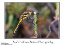 Female black darter Sympetrum danae 