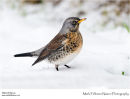 Fieldfare Turdus pilaris