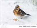 Fieldfare Turdus pilaris