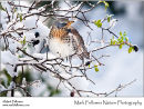 Fieldfare Turdus pilaris