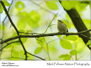 Firecrest Regulus ignicapillus