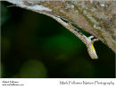 Flying lizard Draco volans