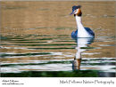 Great crested grebe Podiceps cristata