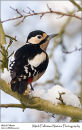 Great spotted woodpecker Dendrocopos major