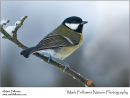 Great tit Parus major