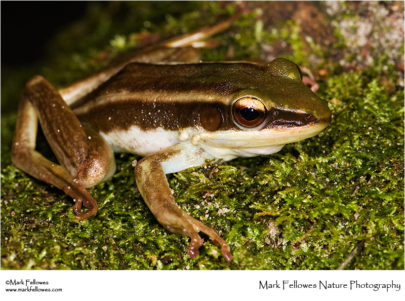 Green paddy frog <em>Hylarana erythraea</em>