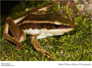 Green paddy frog Hylarana erythraea