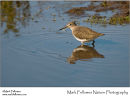 Green sandpiper Tringa ochropus