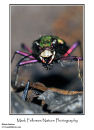 Green tiger beetle Cicindela campestris 