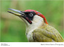 Green woodpecker Picus viridis