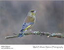Greenfinch Carduelis chloris
