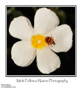 Harlequin ladybird Harmonia axyridis