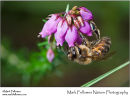 Honey bee Apis mellifera