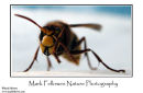 Hornet Vespa crabro