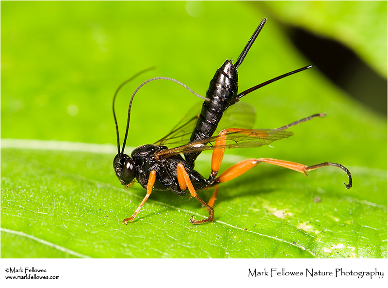 Ichneumonid wasp