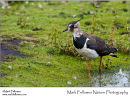 Lapwing Vanellus vanellus