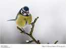 Blue tit Cyanistes caeruleus