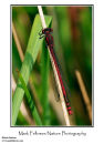 Large red damselfly Pyrrhosoma nymphula 