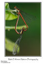 Large red damselflies in tandem Pyrrhosoma nymphula