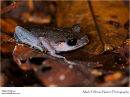 Black-eyed litter frog Leptobrachium nigrops