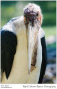 Lesser adjutant stork Leptoptilos javanicus