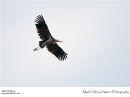 Lesser adjutant stork Leptoptilos javanicus