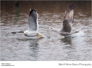 Lesser black backed gulls Larus fuscus