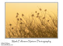 Finch flock at dawn