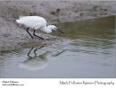 Little egret Egretta garzetta